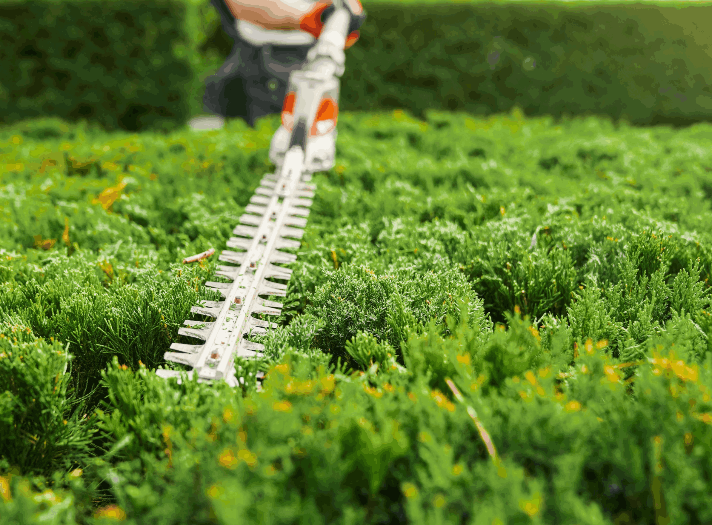 Close Up Of Gardener Pruning Overgrown Bushes With Petrol Hedge Trimmer. Focus On Modern Gardening Equipment. Manual Work Outdoors.
